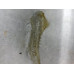 90R017 Exhaust Manifold Heat Shield For 05-14 Volkswagen Jetta  2.5 07K253046A